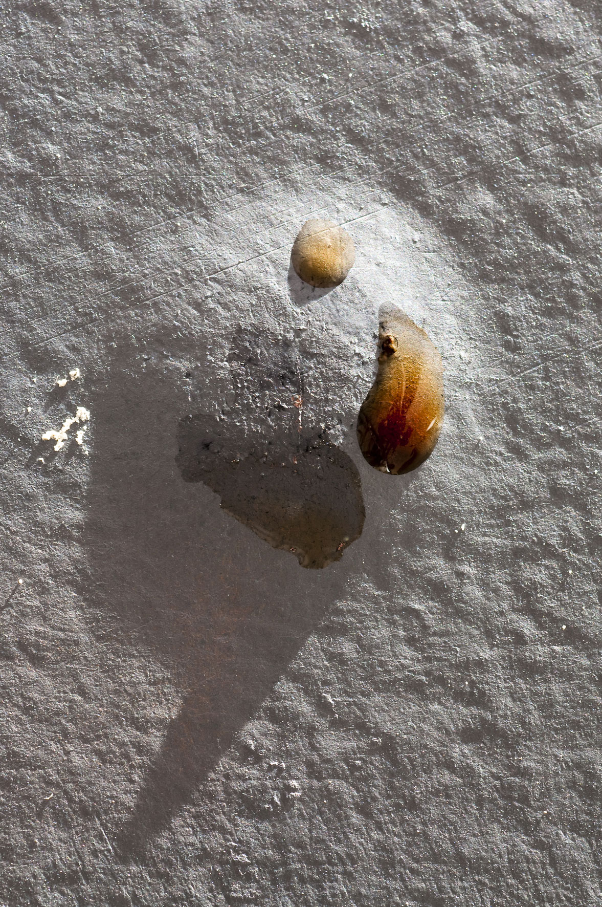 Osmoseblase aufgeplatzt